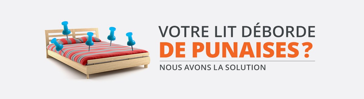 Punaises de lit, insectes nuisibles, nuisibles